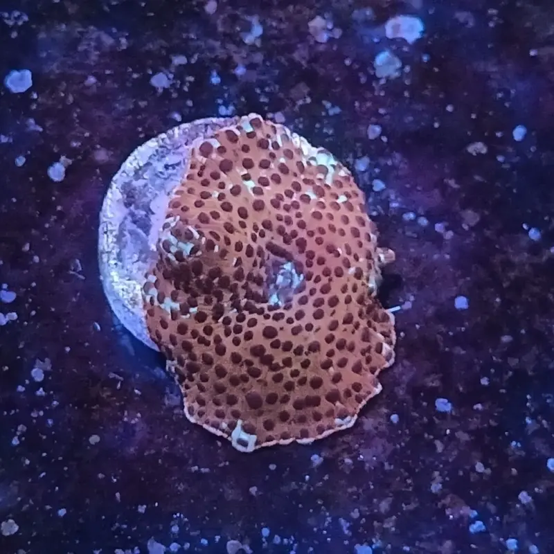 Ultra Multicolor Mushroom Frag - Single Polyp