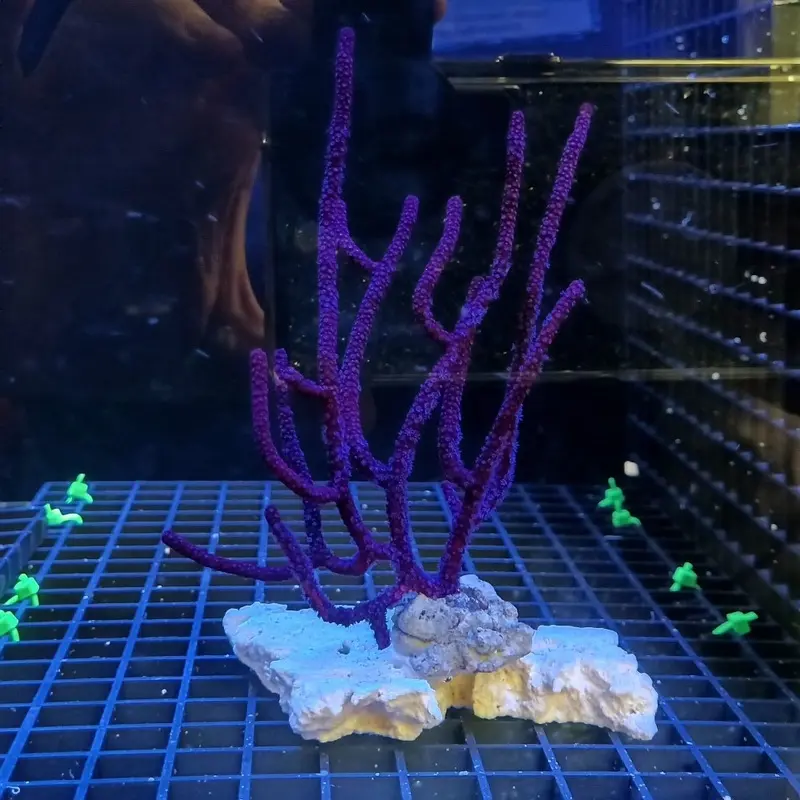 Ultra Purple Gorgonian