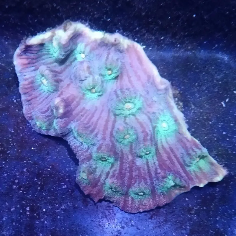 Ultra Rainbow Mycedium - Mycedium sp.