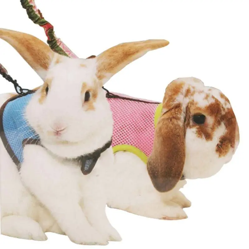Kaytee - Comfort Harness & Stretchy Leash XL