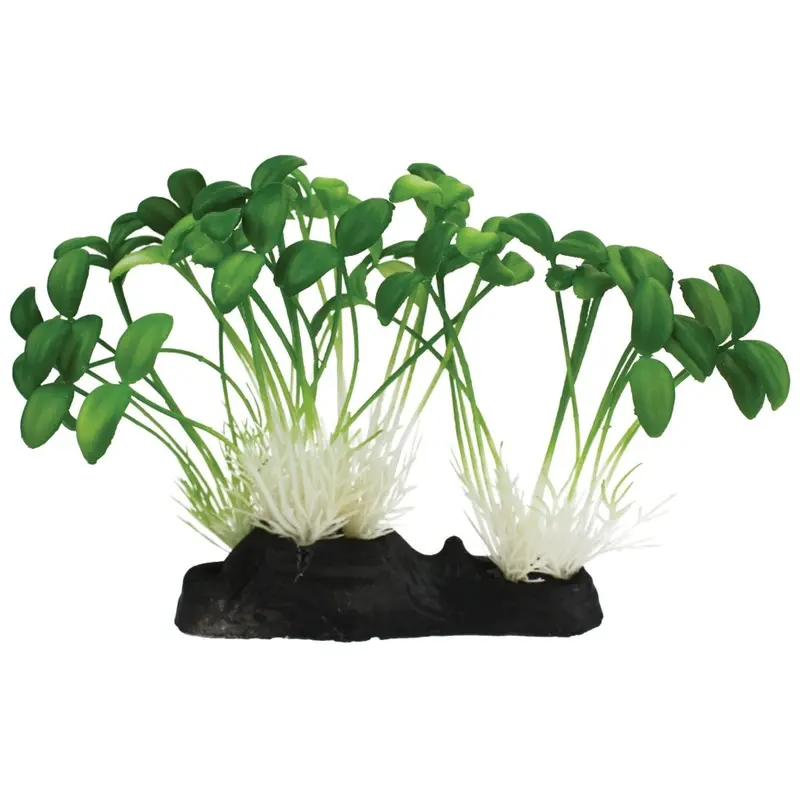 Komodo Terrarium Plants - Sprouts w Base