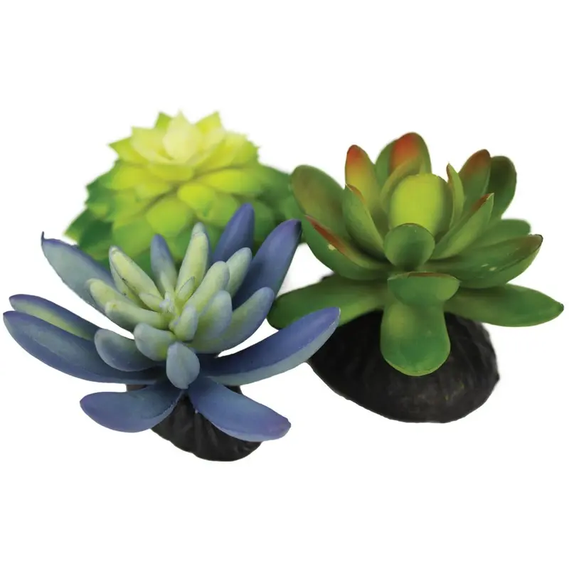 Komodo Succulents - Blue/Green - 3 pk