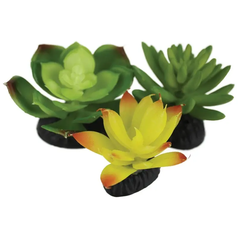 Komodo Succulents - Yellow/Green - 3 pk