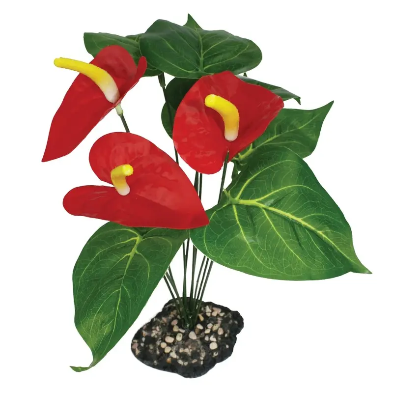 Komodo Terrarium Plants - Anthurium Bush w Gravel Base