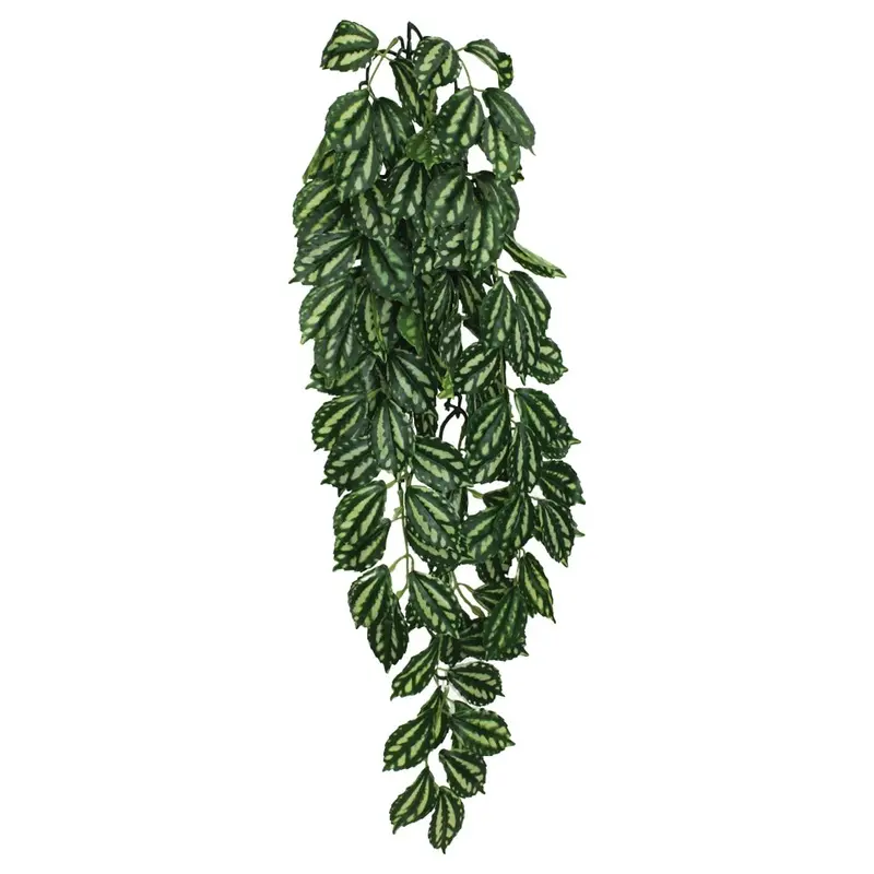 Komodo Terrarium Plants - Hanging Two-Tone - Large