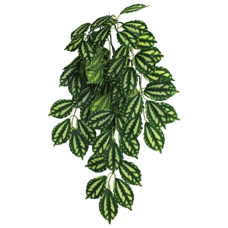 Komodo Terrarium Plants - Hanging Two-Tone - Small