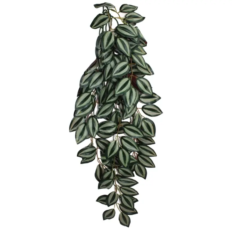 Komodo Terrarium Plants - Hanging Zebrina - Large