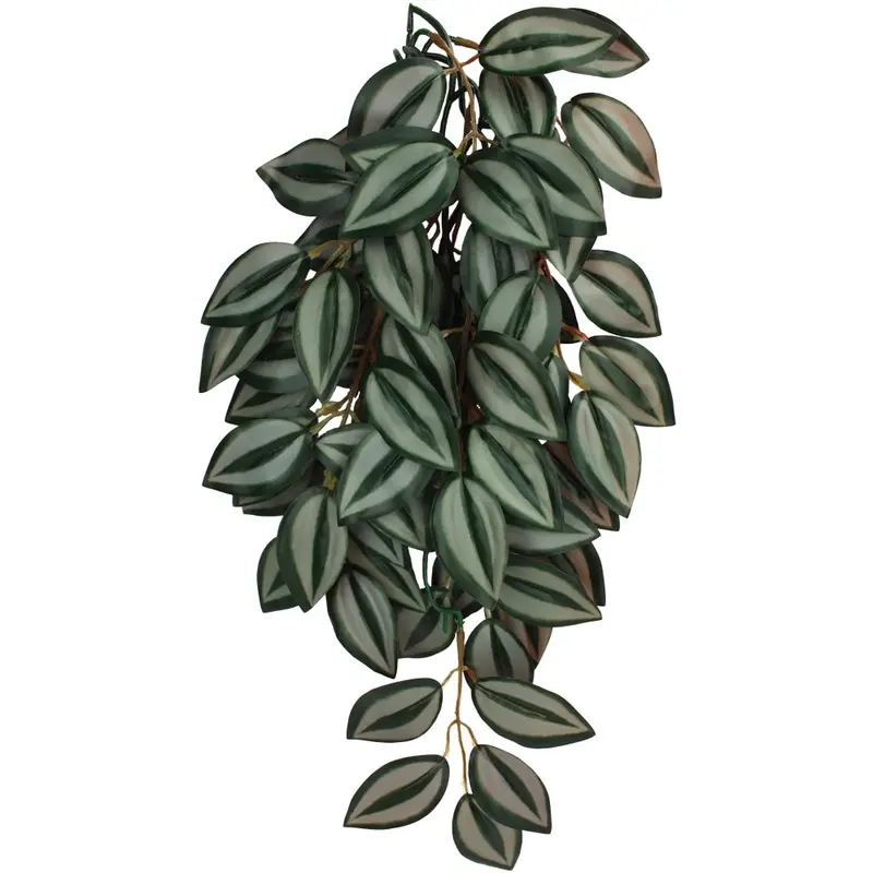 Komodo Terrarium Plants - Hanging Zebrina - Small