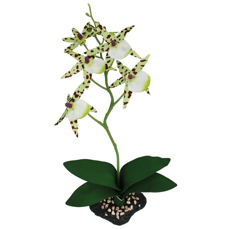 Komodo Terrarium Plants - Spider Orchid w Gravel Base