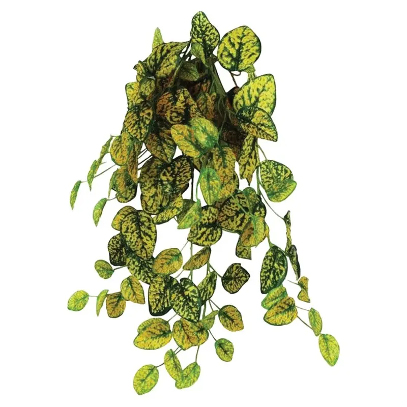 Pangea Hanging Bush - Japanese Laurel - 18 in.