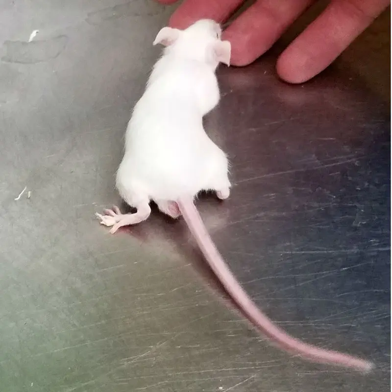 Feeder Mice - Adult