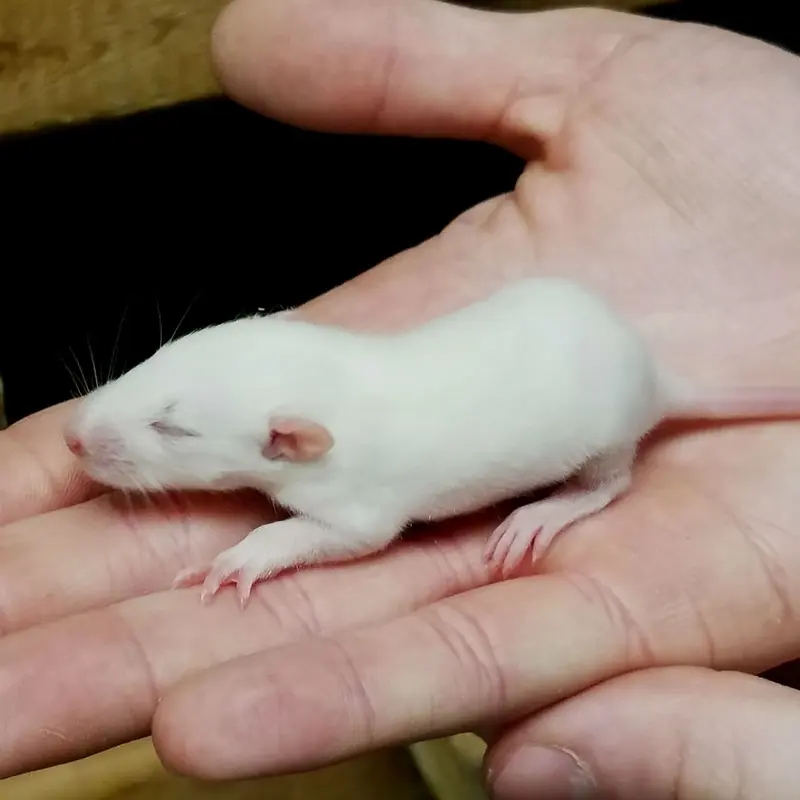 Feeder Mice - Fuzzy