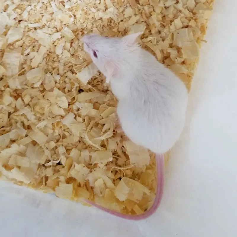 Feeder Mice - Hopper