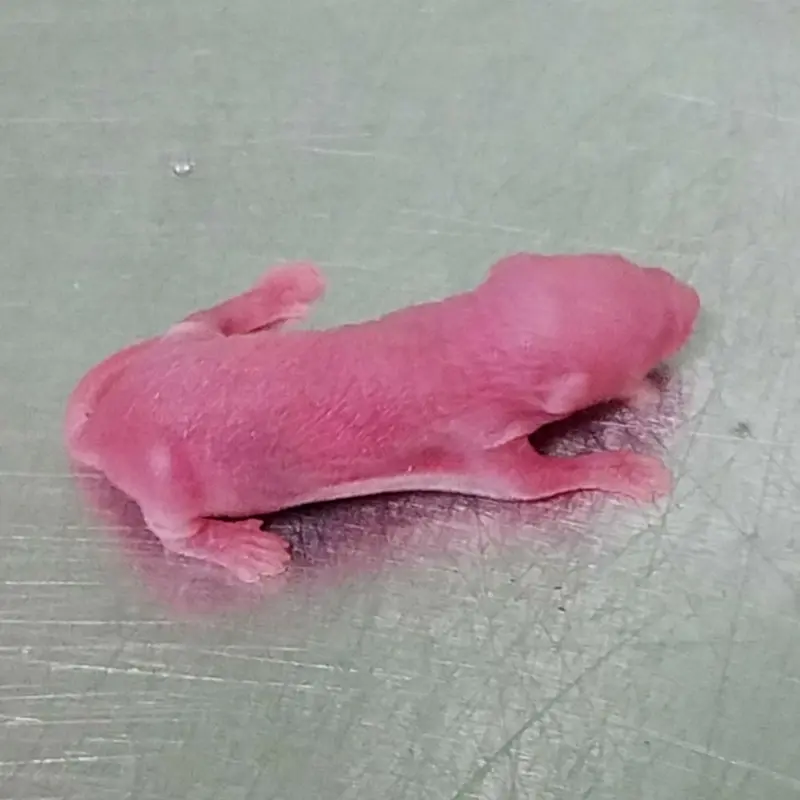 Feeder Mice - Pinkie