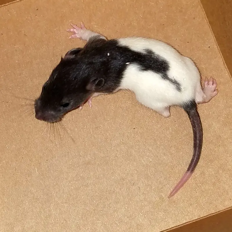 Feeder Rat - Pup