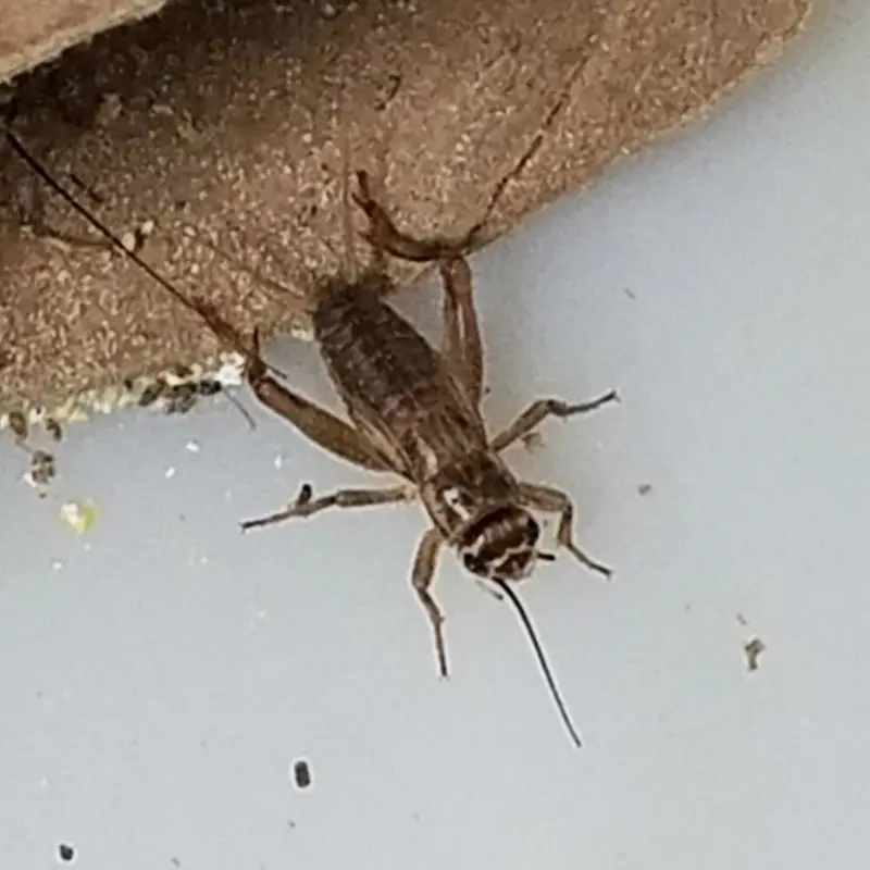 Live Feeder Crickets