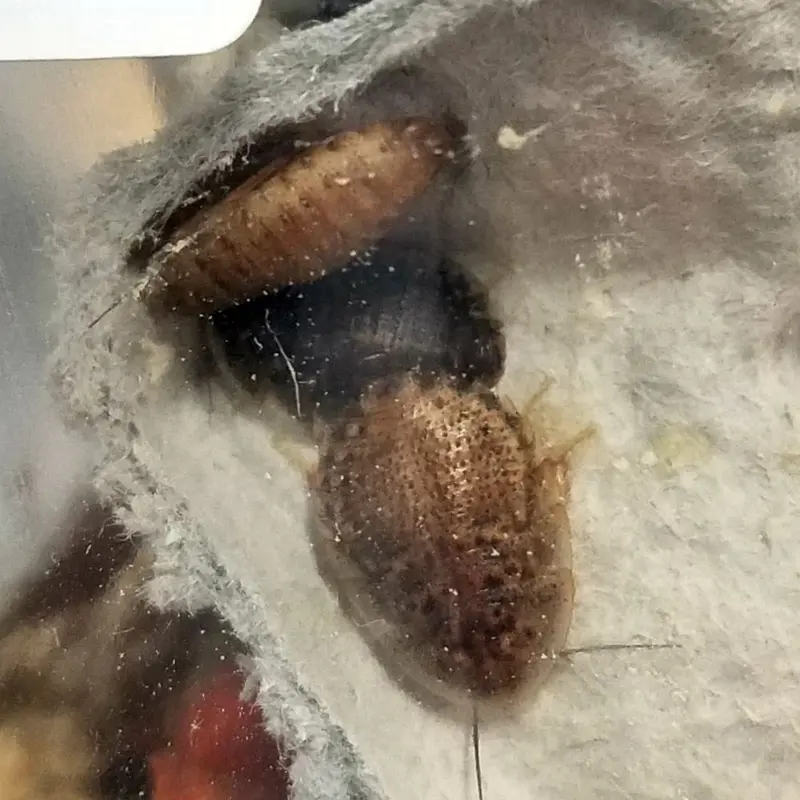 Dubia Roaches - Single