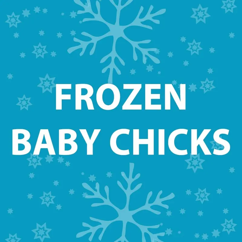 Feeder Chicken - Frozen Baby