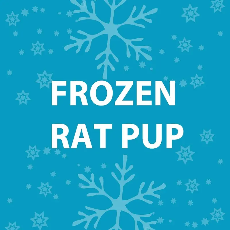 Feeder Rat - Frozen Pup