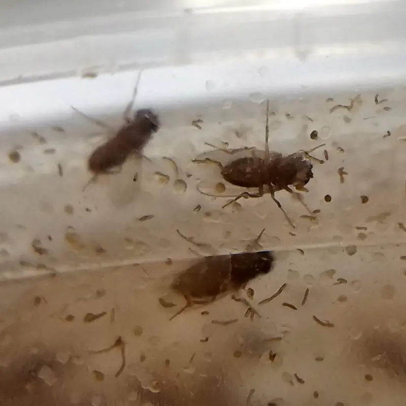 Fruit Flies - Golden Hydei