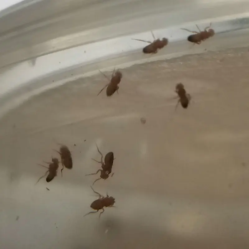 Fruit Flies - Melanogaster