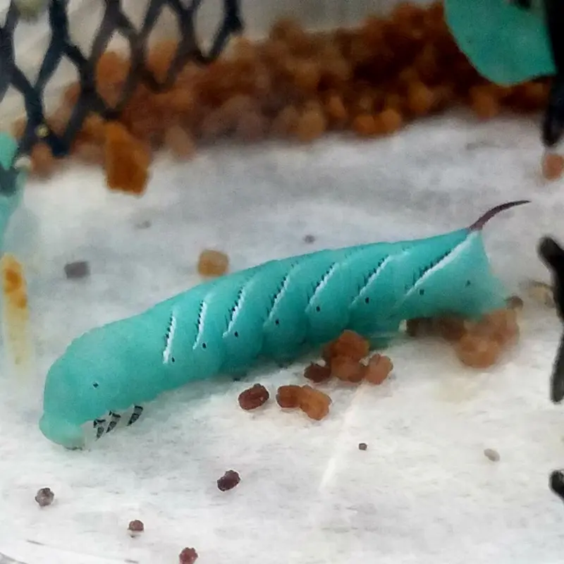 Hornworms - 12 ct