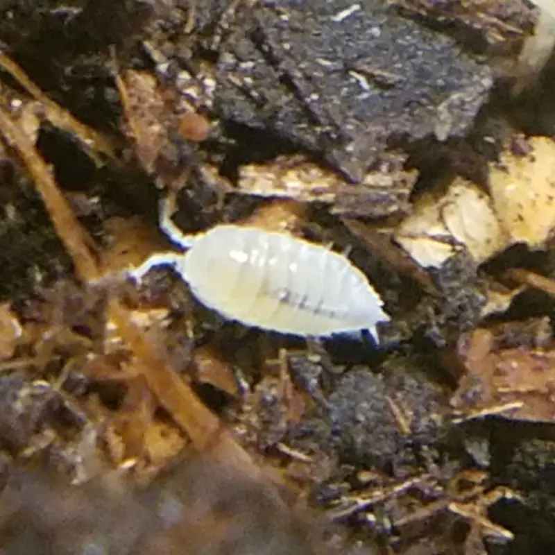 Isopods - Dwarf White - Trichorhina tomentosa