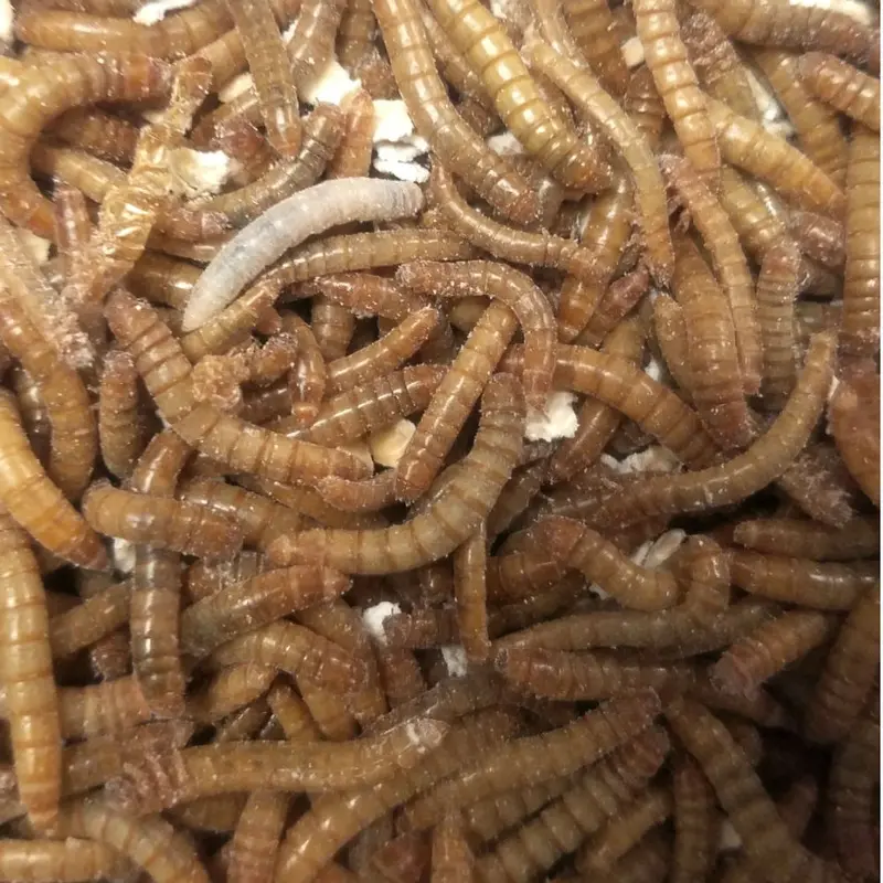 Mealworms - Large 50 ct