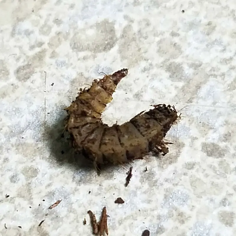Soldier Fly Larvae - 50 ct