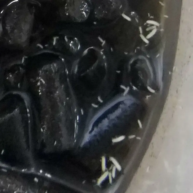 Springtails