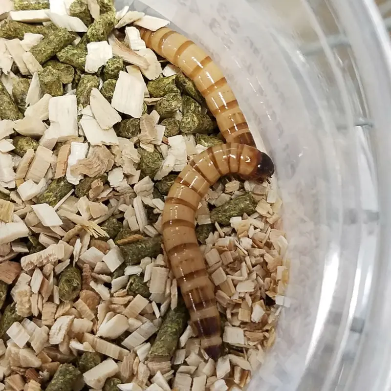 Superworms - 50 ct (approx)