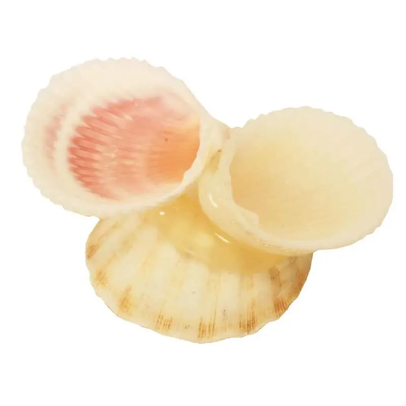 Shell Feeder Stand - Assorted Colors