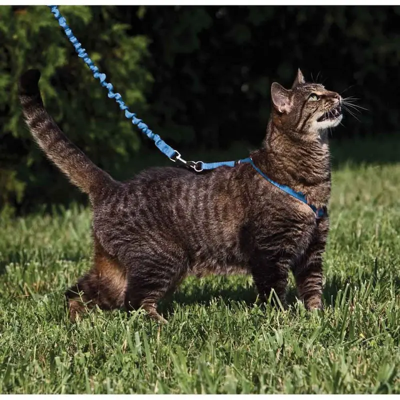 Come with Me Kitty Harness and Leash - Medium - Royal Blue