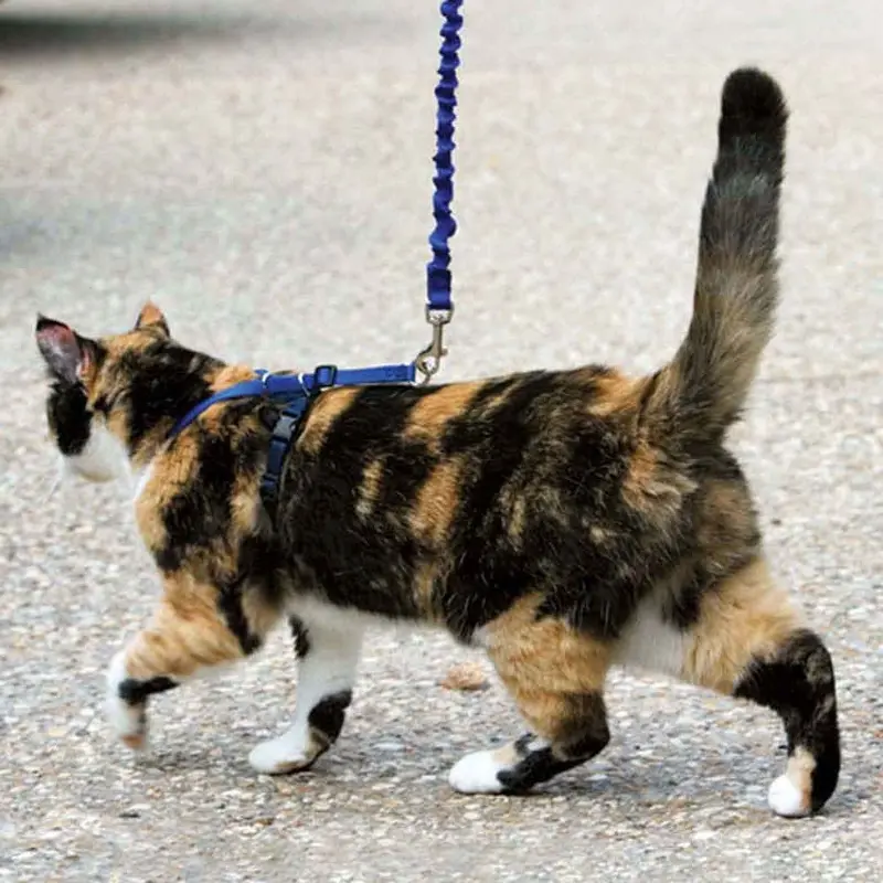 Come with Me Kitty Harness and Leash - Small - Royal Blue
