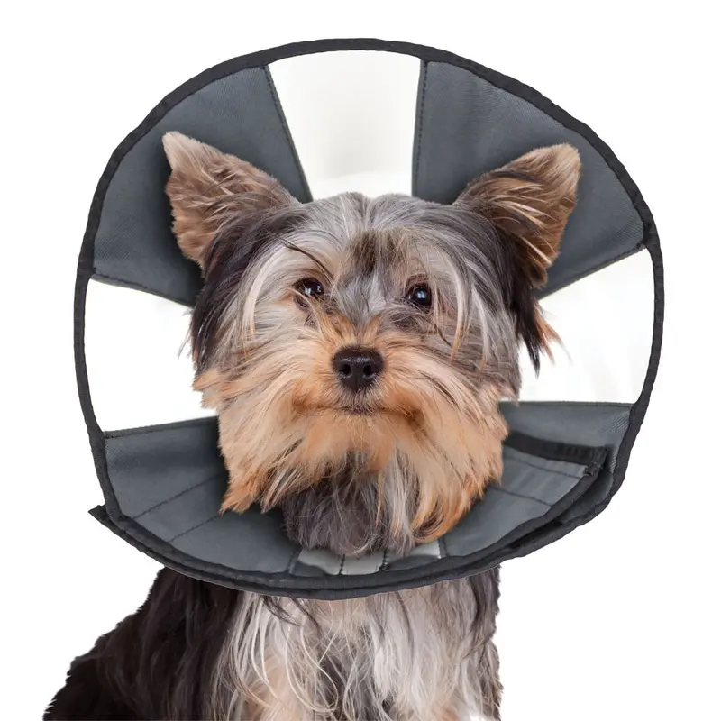 ZenCone - Soft Recovery Collar w Windows - Sm