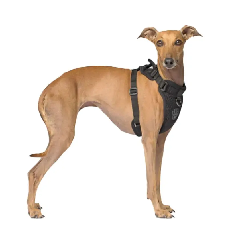 Canada Pooch - Everything Harness Black Md