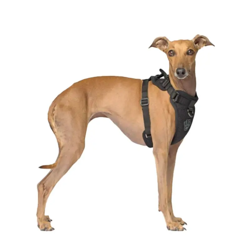 Canada Pooch - Everything Harness Black Sm