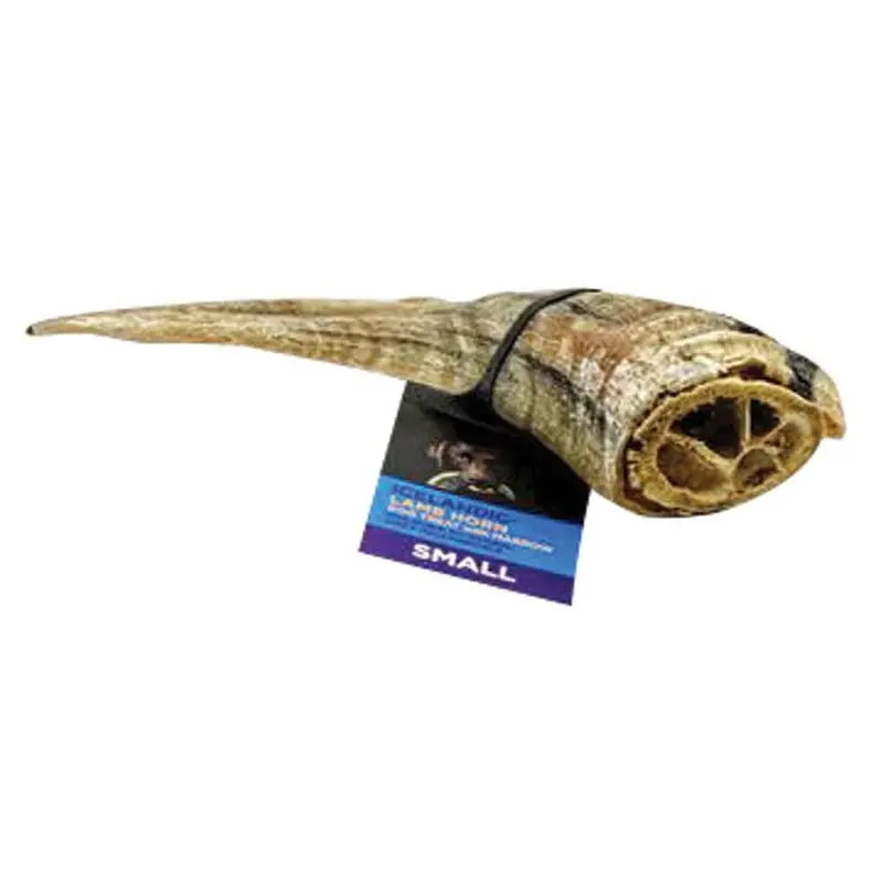 Icelandic Small Lamb Horn with Marrow