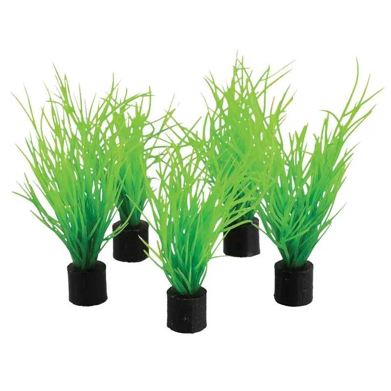 Mini Plant - Bog Grass - 3 in. - 5 pk