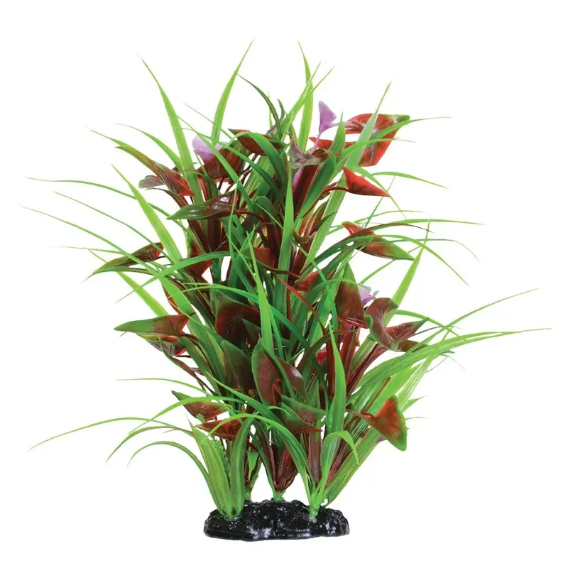 Underwater Treasures - Flowering Arrowhead - 12 in.