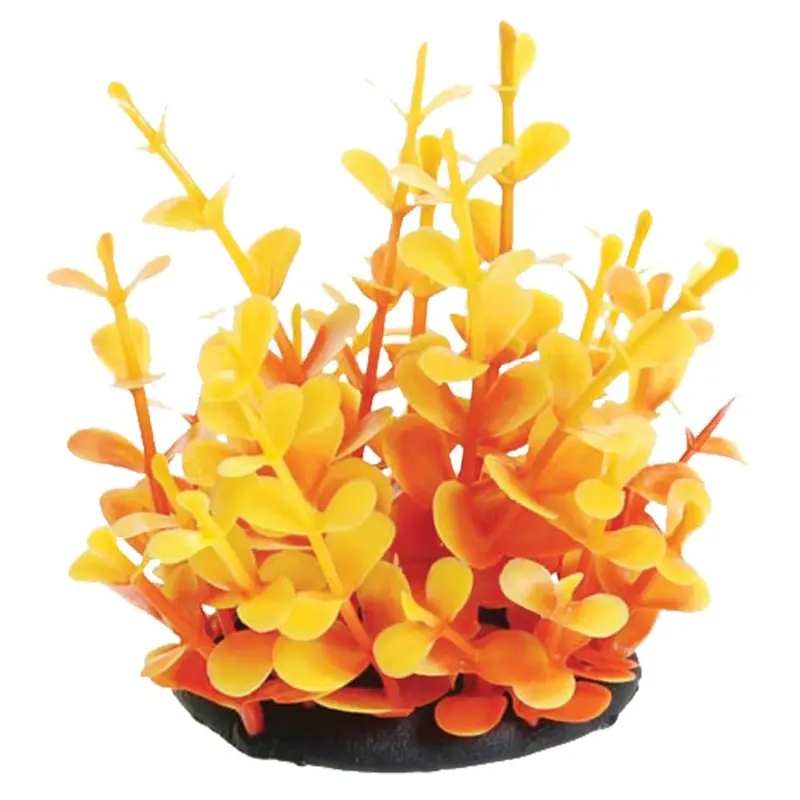 Underwater Treasures - Orange Moneywort - 2.5 in.