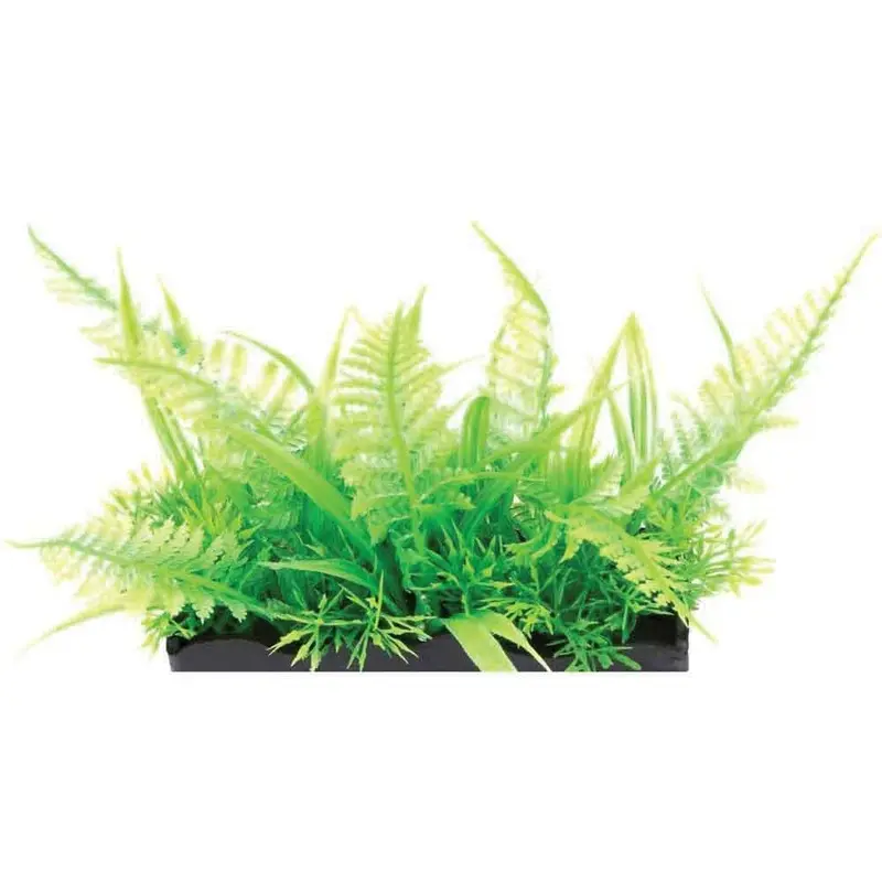 Aquascaping - Ostrich Fern - Medium