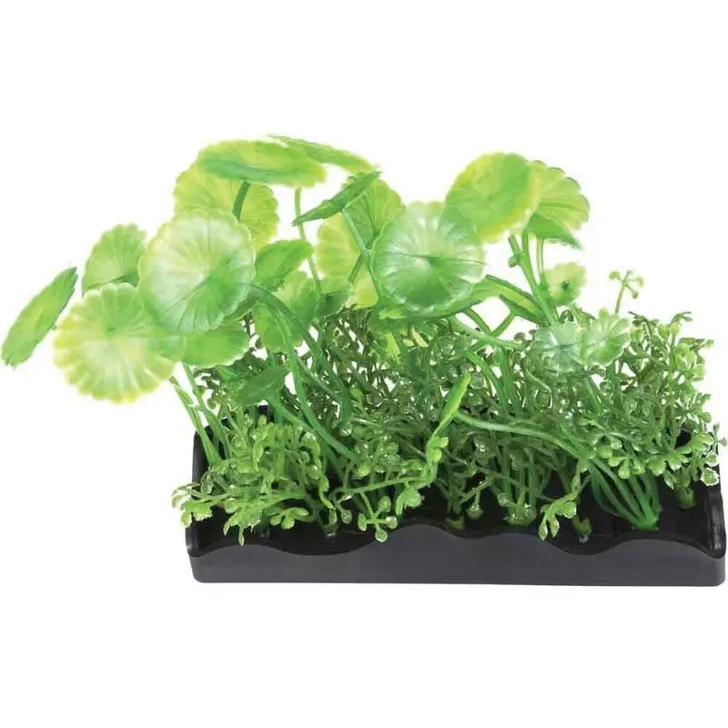 Aquascaping - Pennywort - Medium