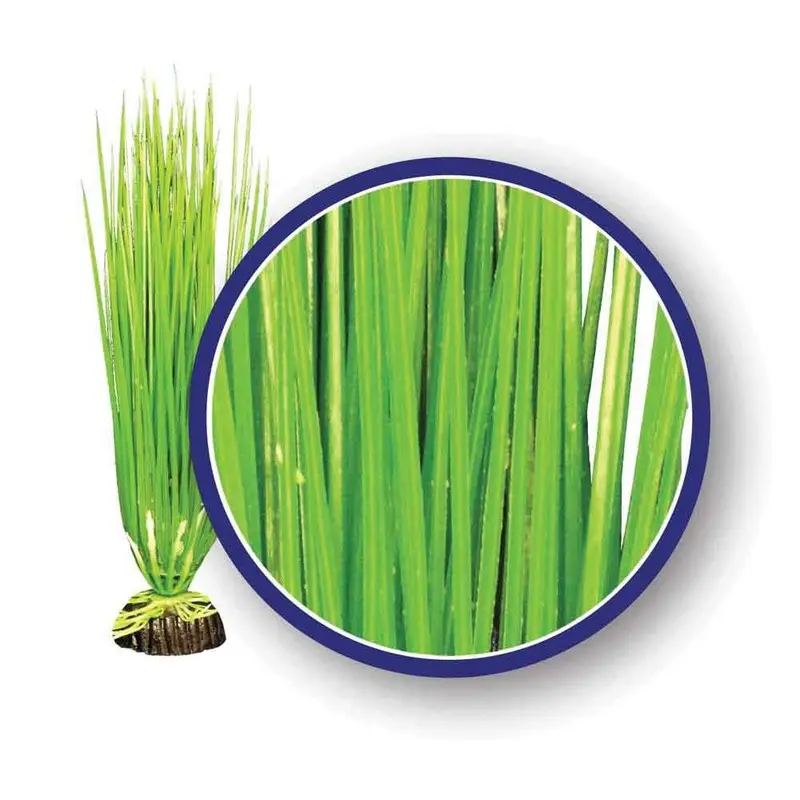 Weco Aquarium Plant - Asian Hairgrass - 12 in
