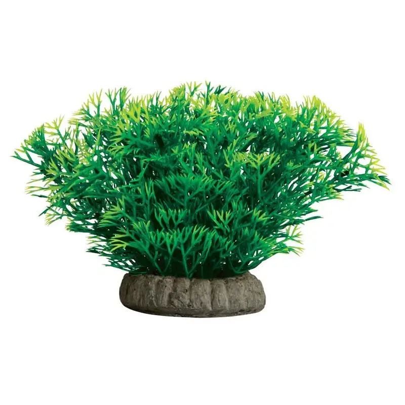 GloFish - Javamoss Plant