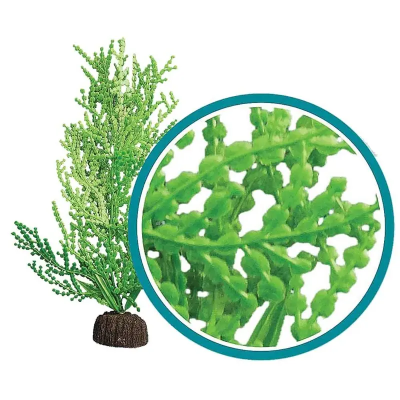 Weco Aquarium Plant - Giant Halimeda - 12 in