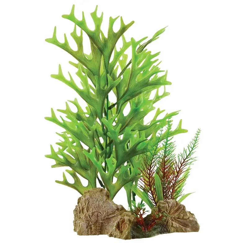 Underwater Treasures - Caulerpa on Rock