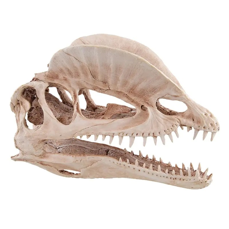 Underwater Treasures - Dinosaur Skull