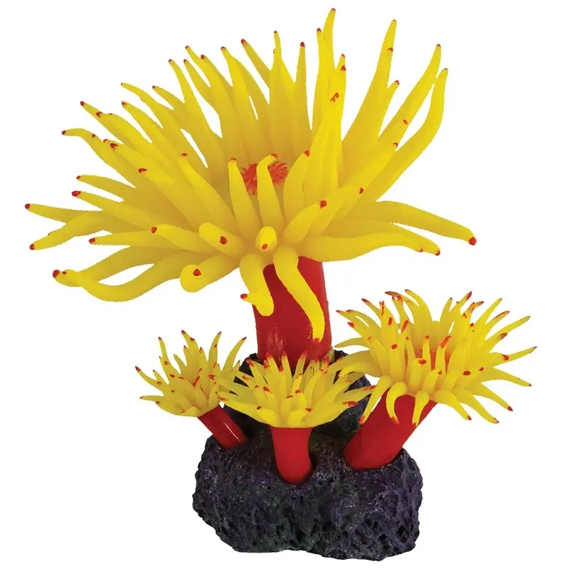 Underwater Treasures - Duncan Coral - Sunset