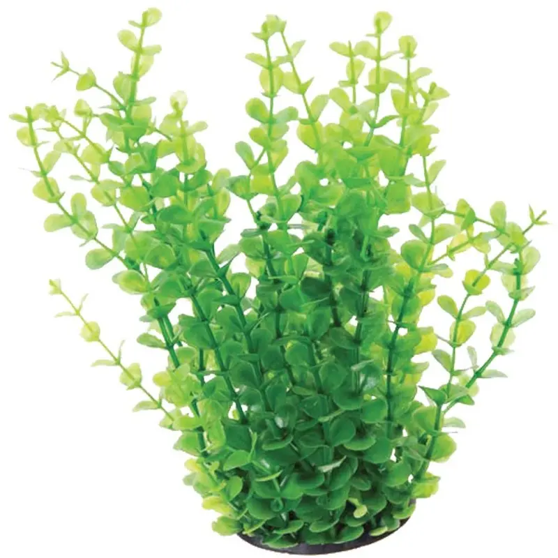 Underwater Treasures - Moneywort - 10in.